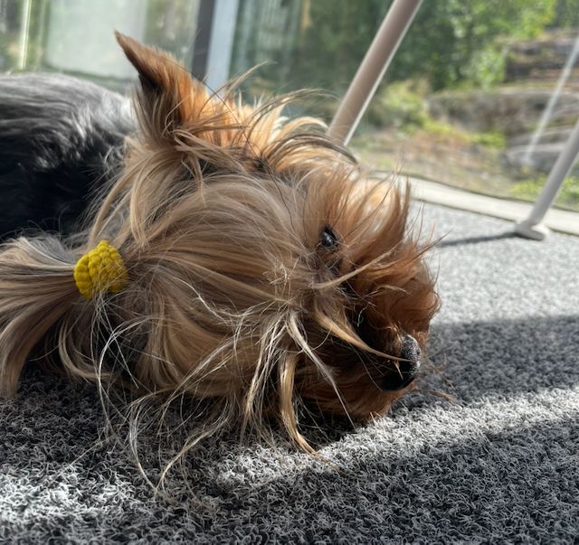 Office dog Manu, a yorkshire terrier, asleep on a rug