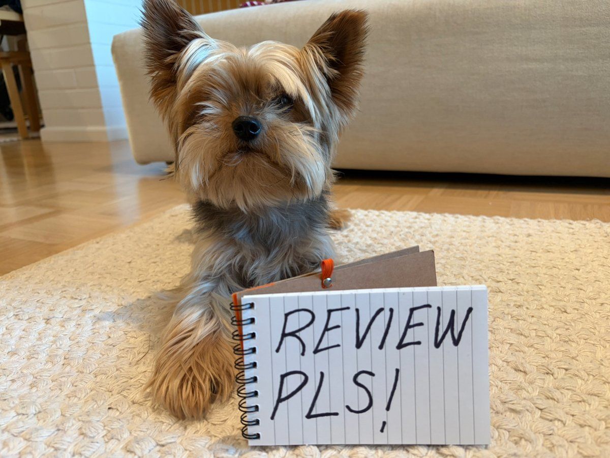 Office dog Manu, a small Yorkshire terrier, lying on a rug behind a notepad that says REVIEW PLS!